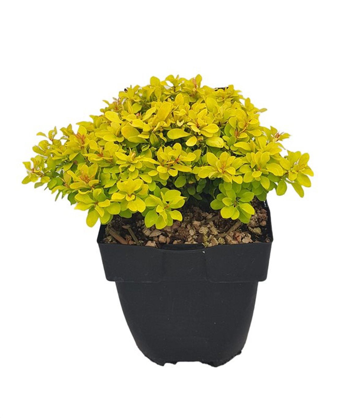 Berberis thunb. 'Lime Star' - C2